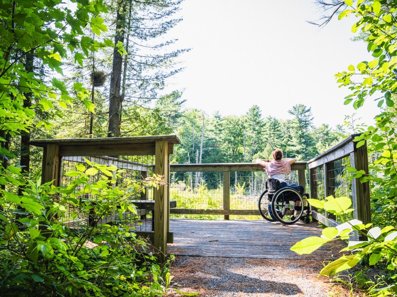 A person in a wheelchair sits on a wooden viewing platform surrounded by lush green trees in a forest.