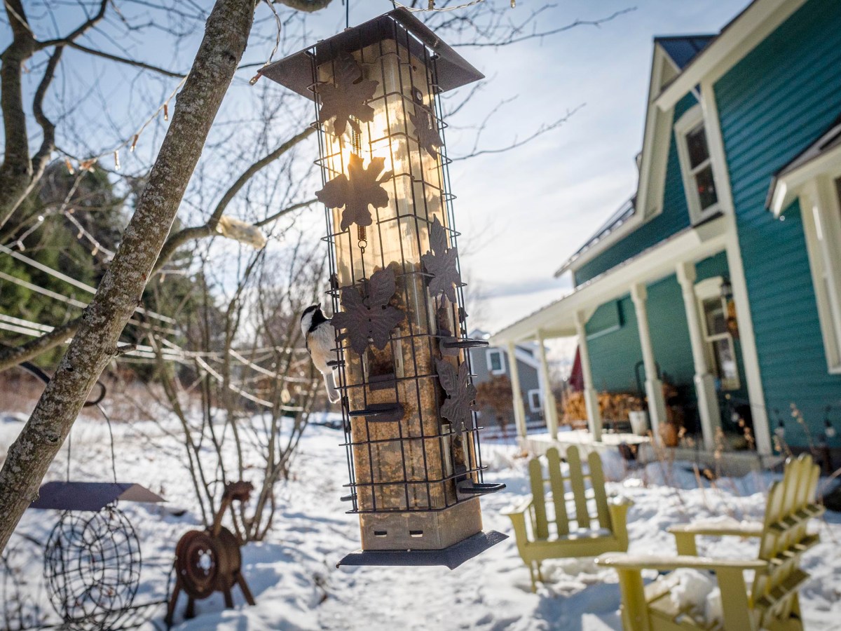 It’s bird feeder season in Vermont. Here’s what to know about owning one.
