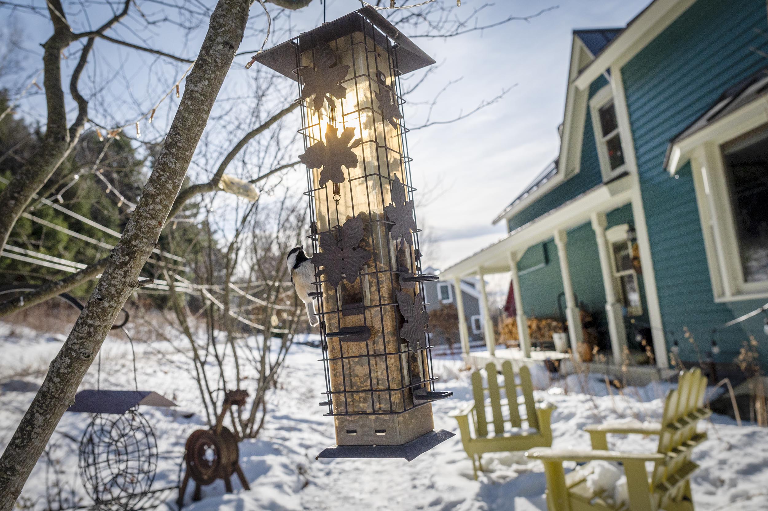 It’s bird feeder season in Vermont. Here’s what to know about owning one.