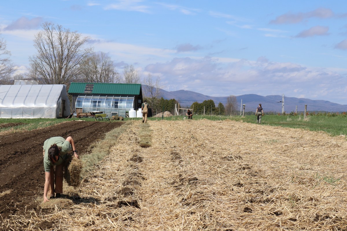 People working in a field, spreading straw or hay on garden beds next to a greenhouse and farm buildings, with mountains in the background.