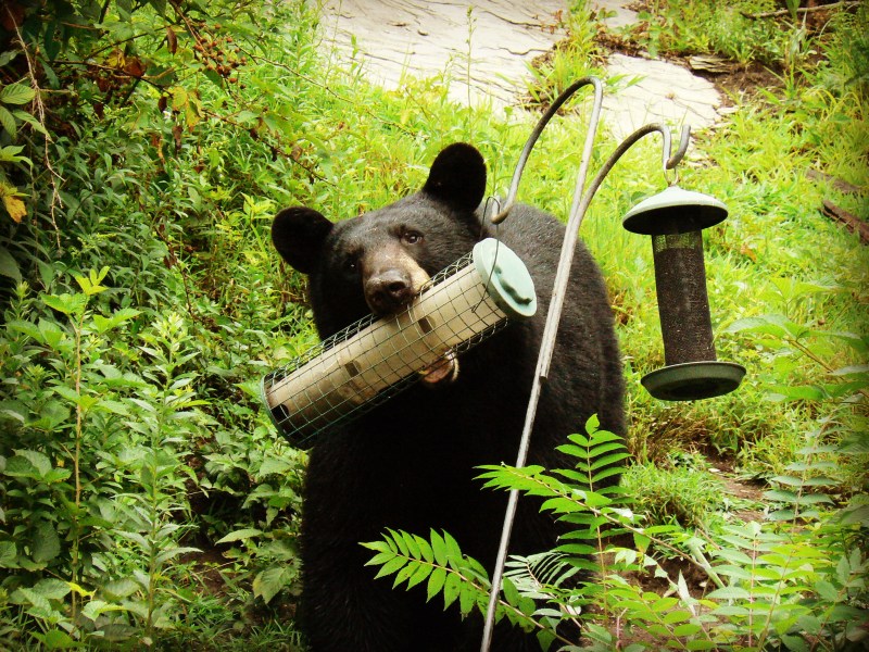A black bear stands among green foliage holding a bird feeder in its mouth near two hanging feeders.
