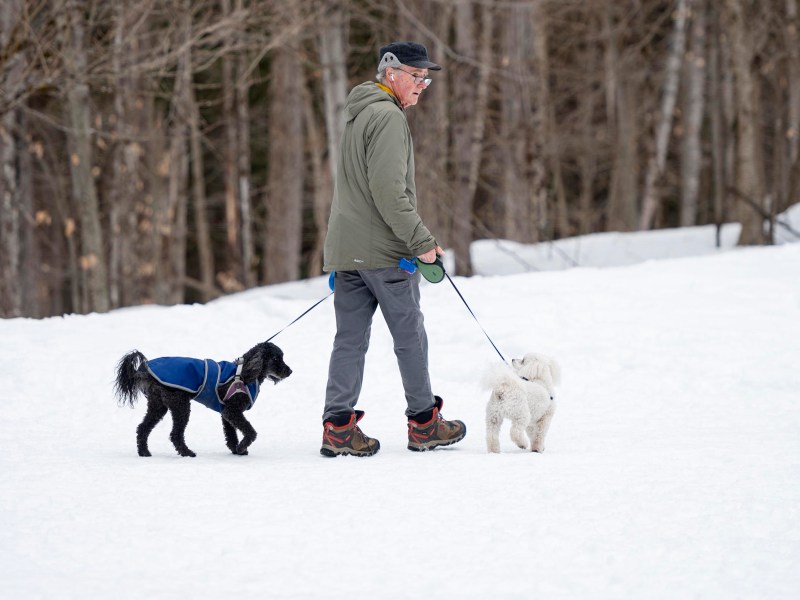 An older man walks two small dogs on leashes in a snowy area with bare trees in the background. One dog wears a blue coat.