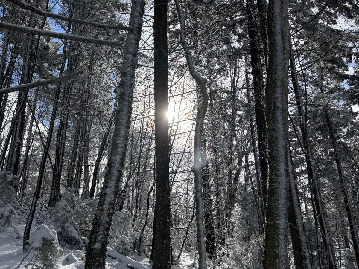 Young Writers Project: ‘New Forest’