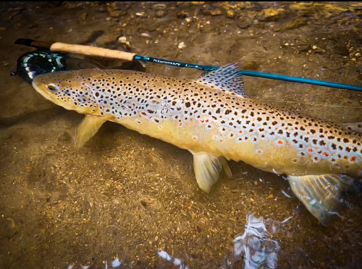 A brown trout with distinctive spots lies in shallow water next to a fly fishing rod and reel.