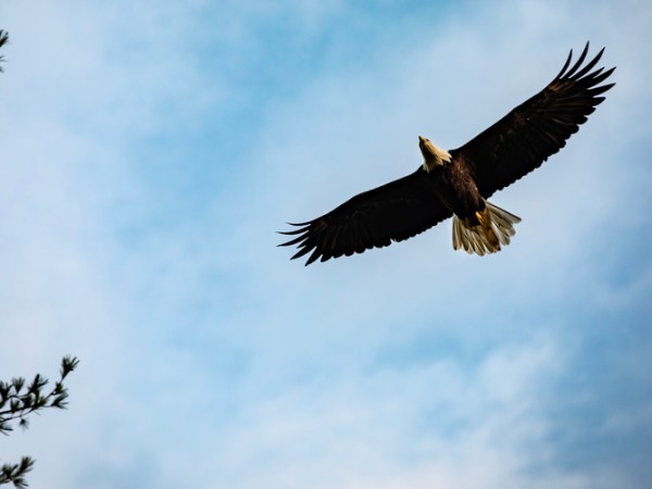 Bald eagle population soars in the region