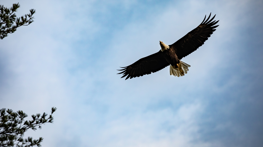 A bald eagle soars in the sky with wings outstretched, seen from below against a backdrop of blue sky and clouds, with tree branches in the corner.