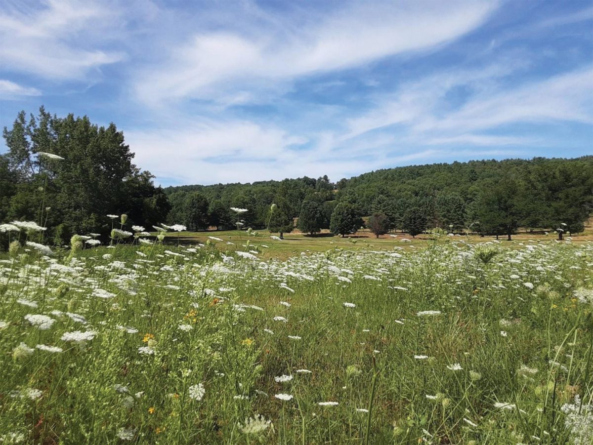 A field with blooming white wildflowers in the foreground, green trees in the background, and a blue sky with wispy clouds above.