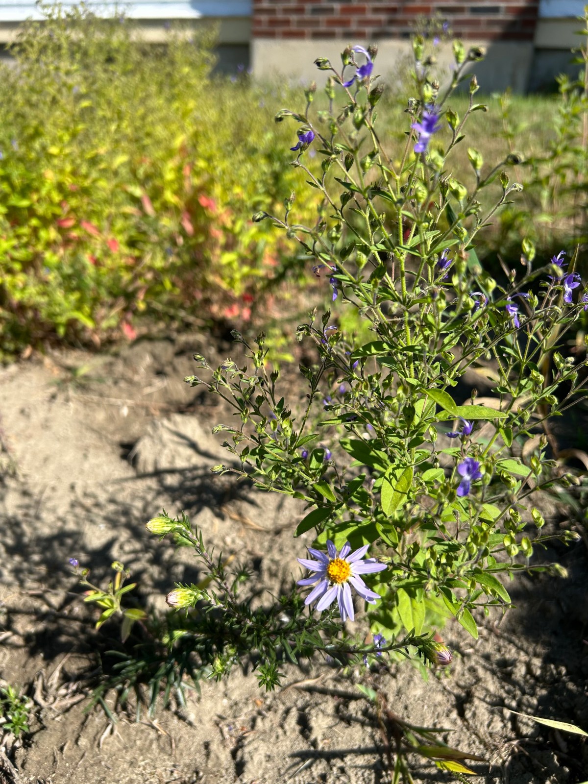 A small purple wildflower blooms in a sunlit garden with green foliage and a patch of exposed soil in the foreground.