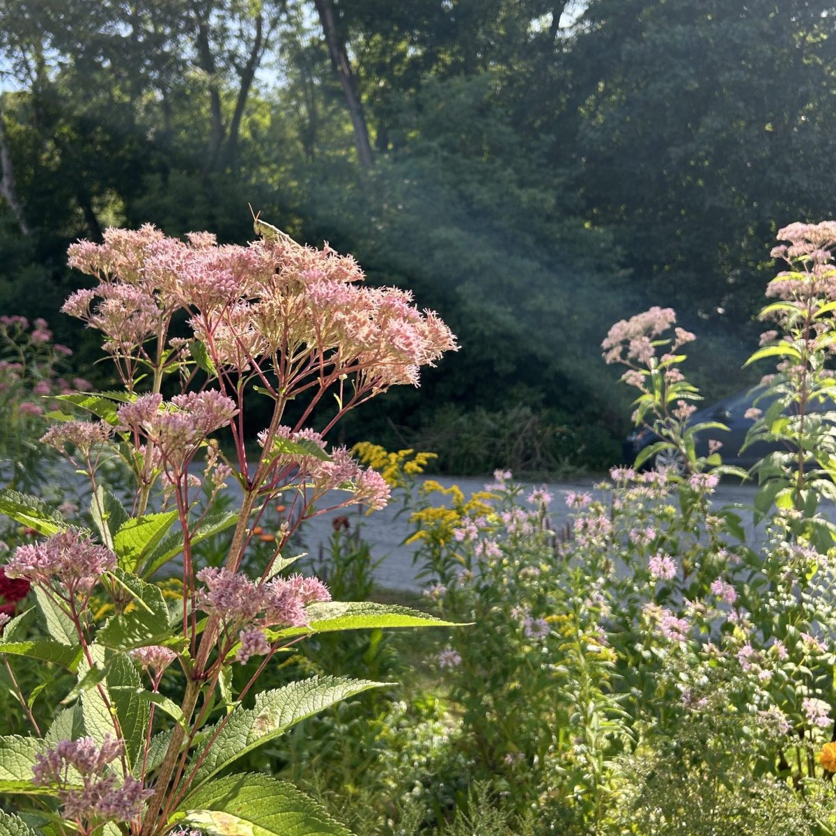 Sunlight shines on tall pink wildflowers in the foreground, with dense green trees and a road visible in the background.