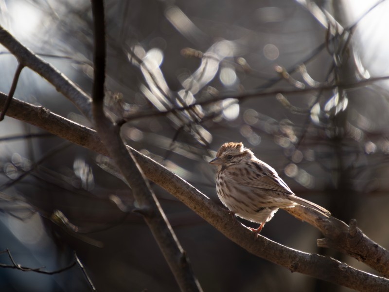 A small brown and white bird perches on a bare tree branch with a blurred, sunlit background.