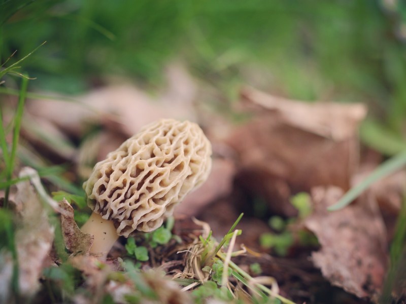 A single morel mushroom with a honeycomb-like cap grows among grass, leaves, and small plants on the forest floor.