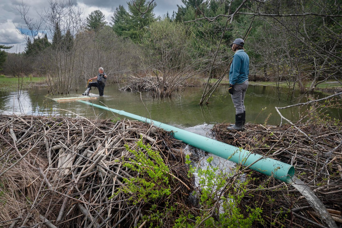 Two people install a large green pipe over a beaver dam in a wooded wetland, with water flowing through the pipe and trees in the background.