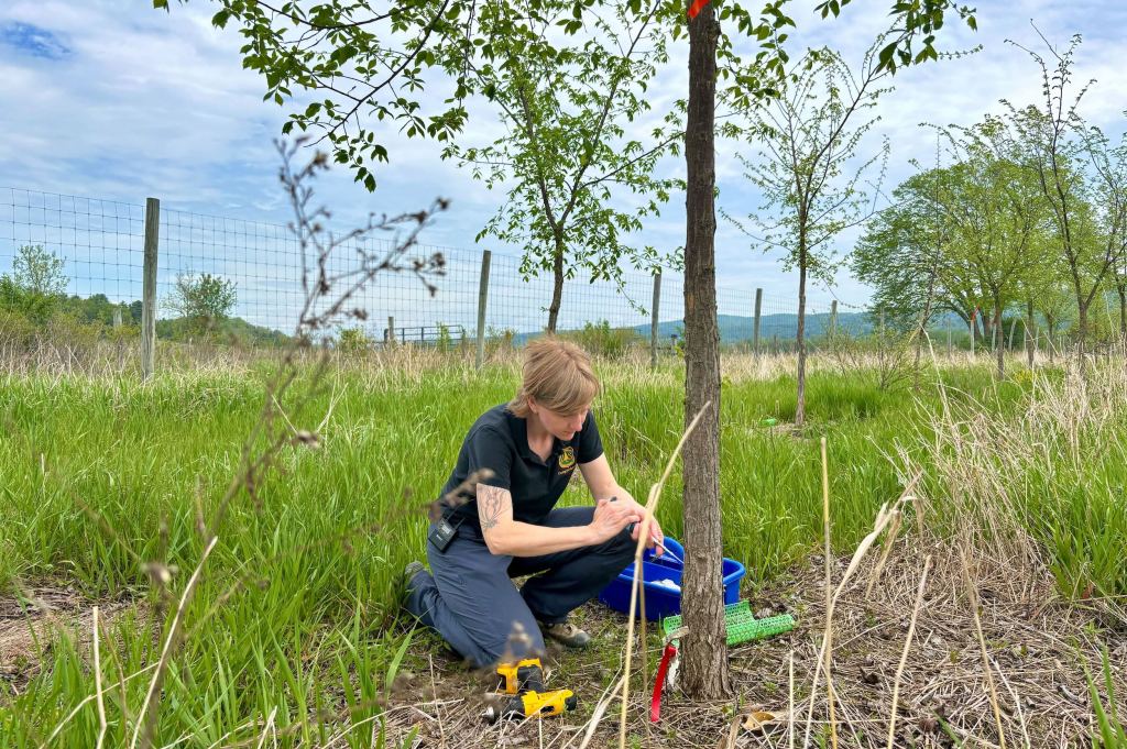 A person kneels on grass next to a young tree, working with tools and green mesh in a fenced outdoor area under a partly cloudy sky.