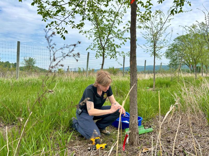 A person kneels on grass next to a young tree, working with tools and green mesh in a fenced outdoor area under a partly cloudy sky.