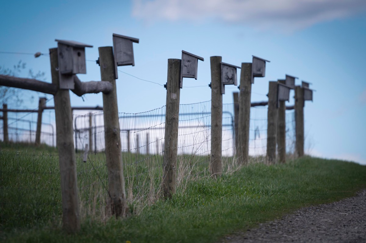 A row of wooden birdhouses mounted on fence posts along a grassy path, with a wire fence and blue sky in the background.
