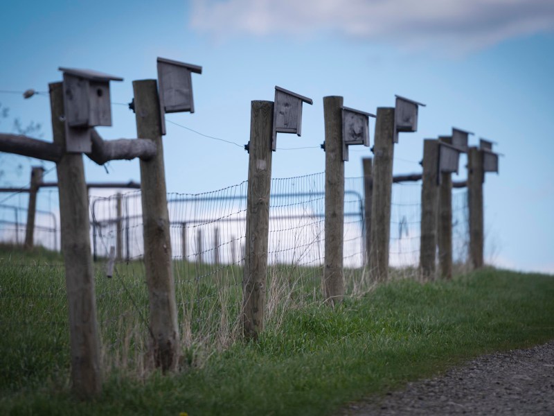 A row of wooden birdhouses mounted on fence posts along a grassy path, with a wire fence and blue sky in the background.