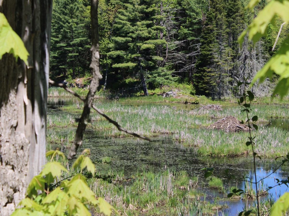 Legislators reject Gov. Scott’s loosening of wetland protections