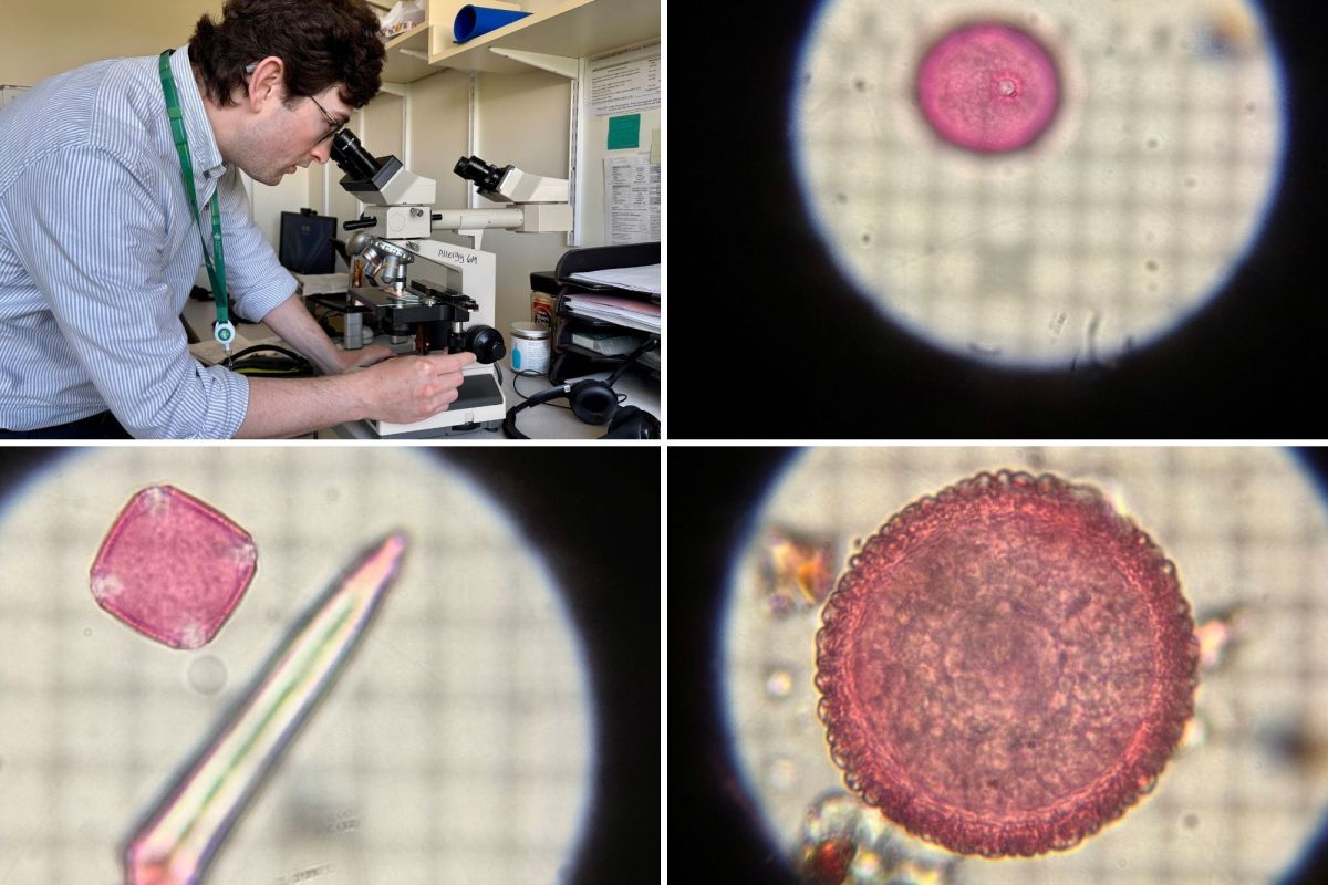 A person examines a microscope in a lab; three close-up microscope views show different shapes and colors of microscopic specimens.