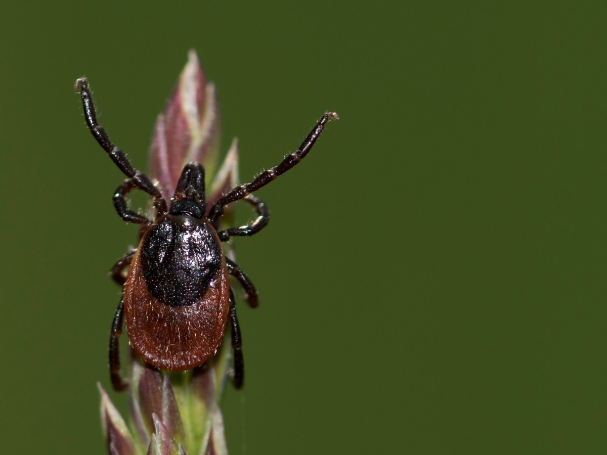 Lyme disease is on the rise in Vermont. Here’s how to protect yourself and still enjoy the outdoors