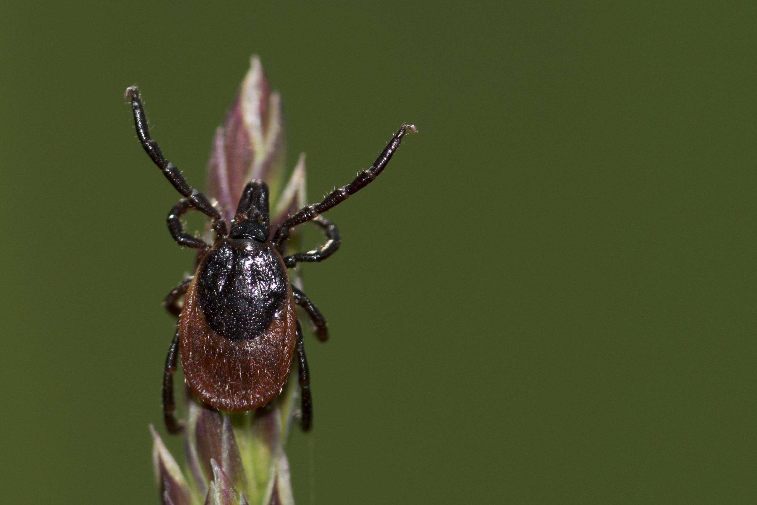 A close-up of a tick perched on the tip of a plant against a blurred green background.