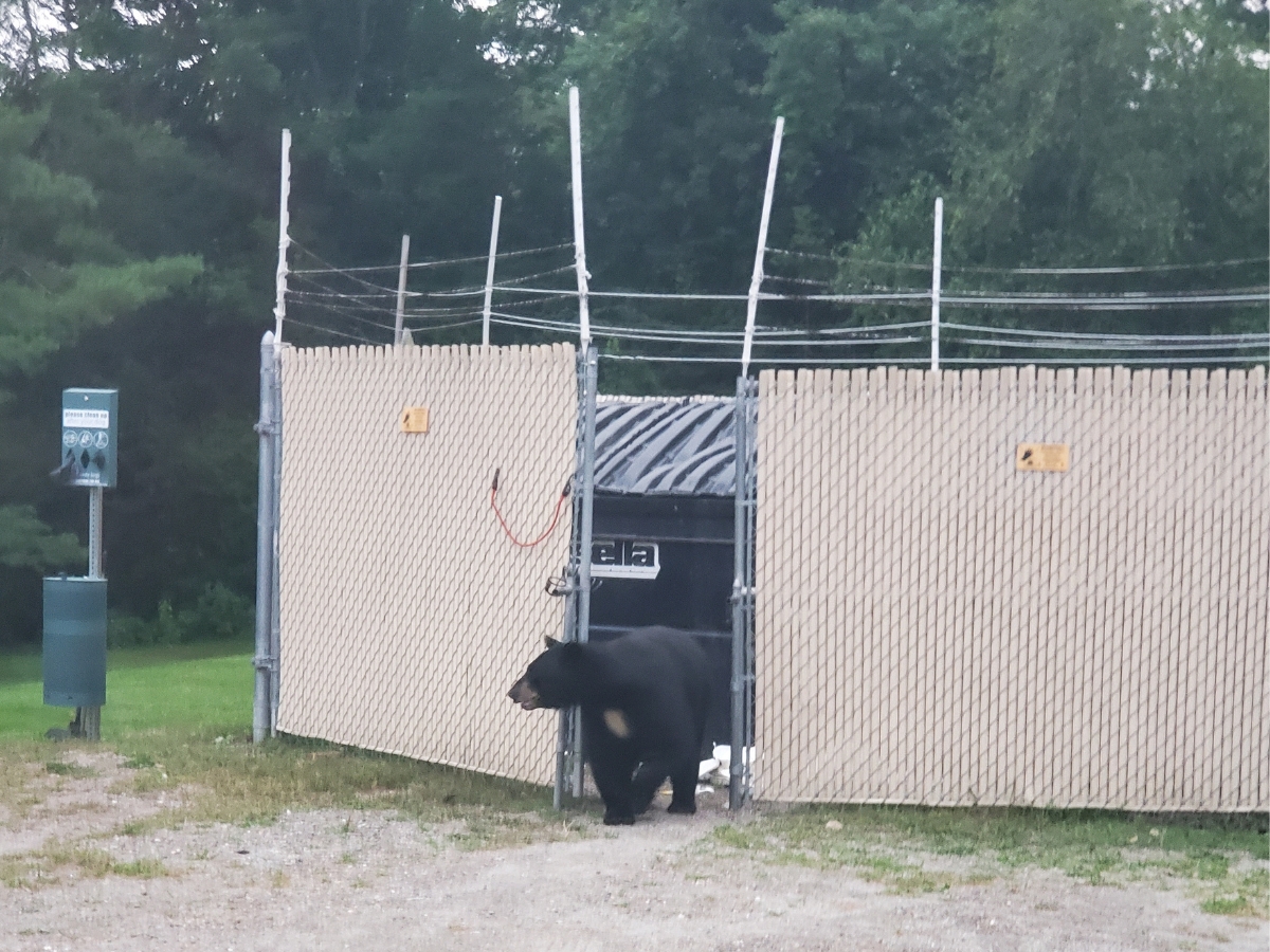 A black bear walks out of an enclosure with chain-link fence doors, surrounded by trees and electrical equipment.