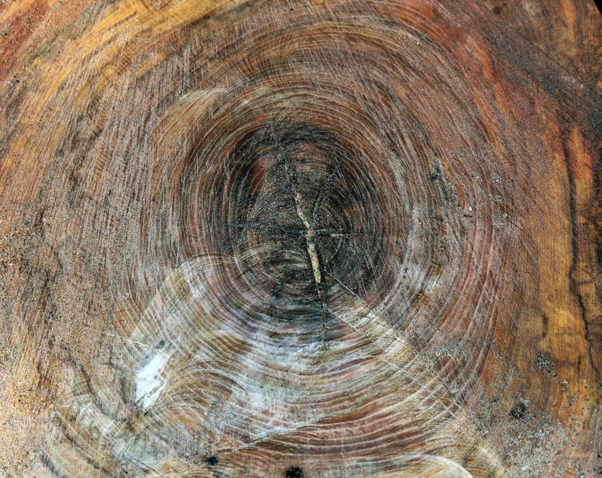 Close-up of tree trunk cross-section showing growth rings and natural wood texture in shades of brown.