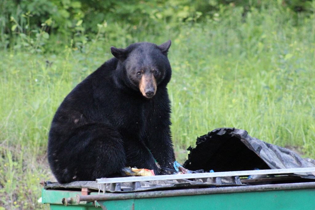 A black bear sits on a green dumpster with trash, surrounded by greenery and trees in the background.