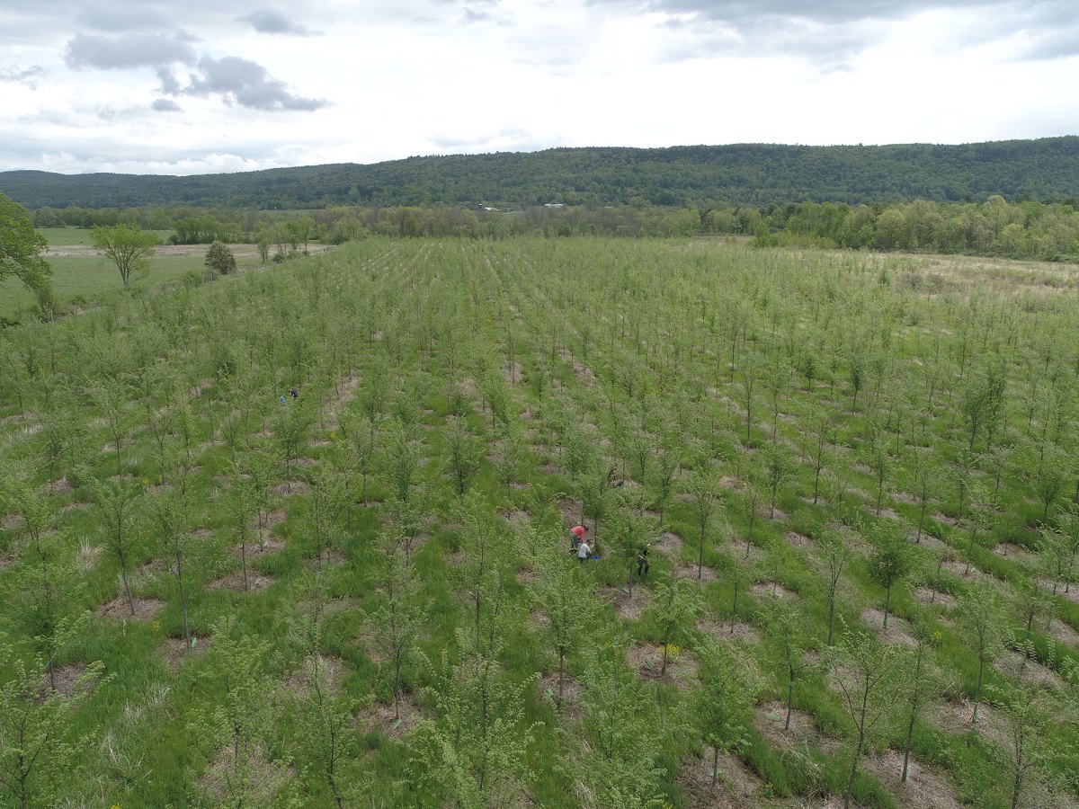 Aerial view of a large, young tree orchard with people working among the rows on a cloudy day, surrounded by green hills and open fields.