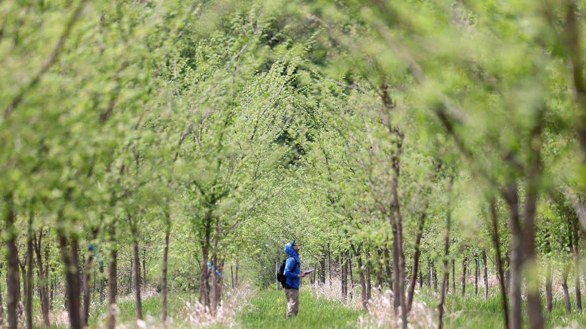 A person in a blue jacket stands among rows of young green trees in a grassy area, surrounded by lush foliage.