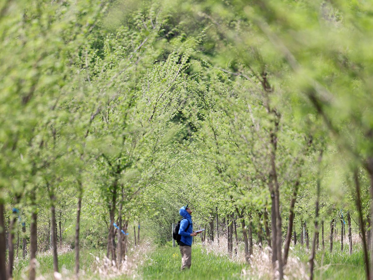 Killing trees to save the forest: The deadly experiment to rescue the American elm