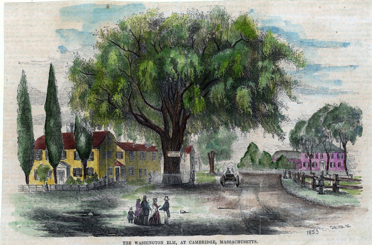 A large elm tree stands by a dirt road near several houses in Cambridge, Massachusetts; people gather under the tree, and a horse-drawn carriage approaches.
