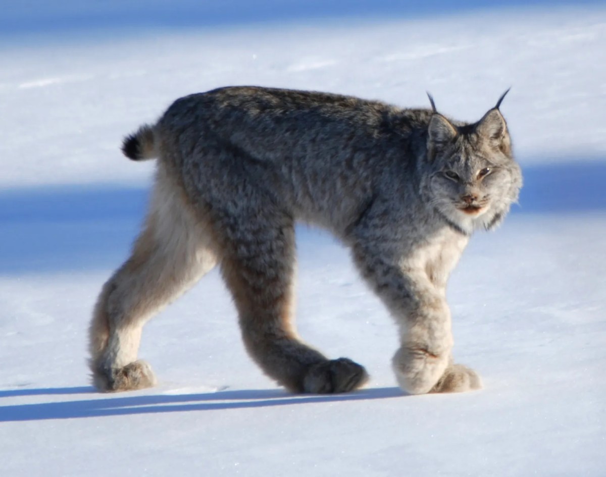A Canada lynx with thick fur walks across a snowy landscape, looking toward the camera.