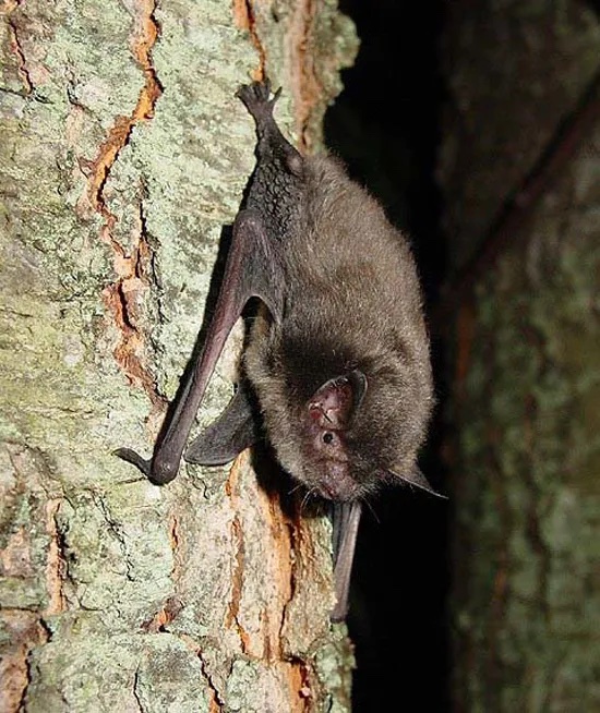 A bat clings upside down to the rough bark of a tree at night, with its wings partially folded and ears visible.