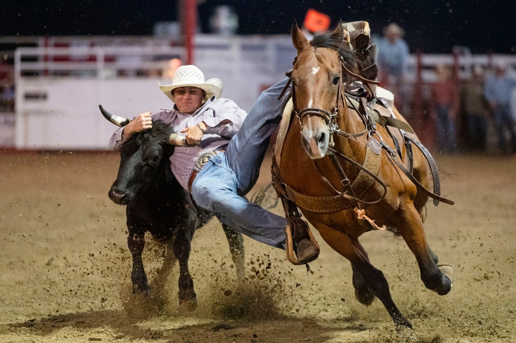 A rodeo cowboy leaps from a galloping horse to wrestle a steer to the ground in a dusty arena during a nighttime event.