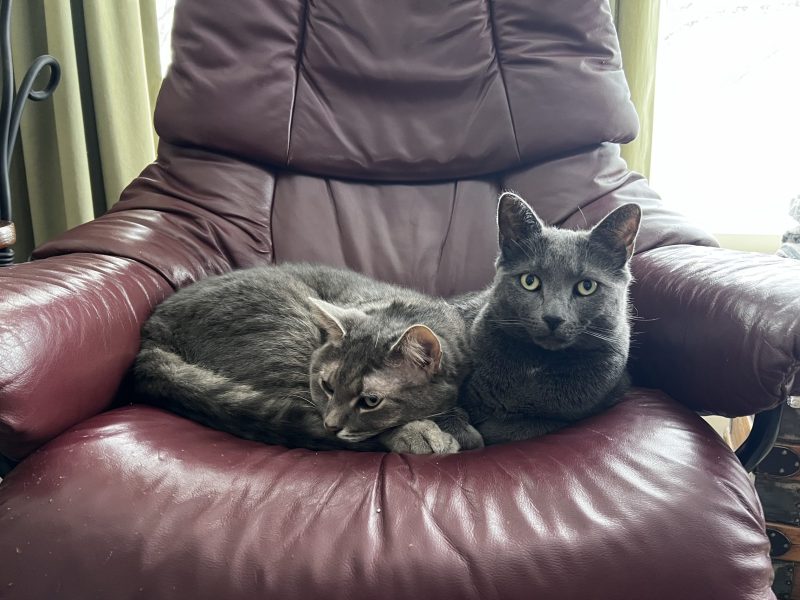 Two gray cats are lying close together on a maroon leather armchair. One cat is resting its head on its paws, while the other cat is looking directly at the camera.