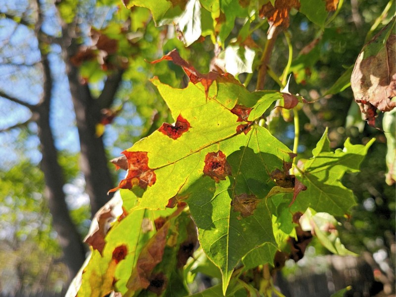 Close-up of a green maple leaf with brown spots and edges, showing signs of disease or damage, with other leaves and trees blurred in the background.