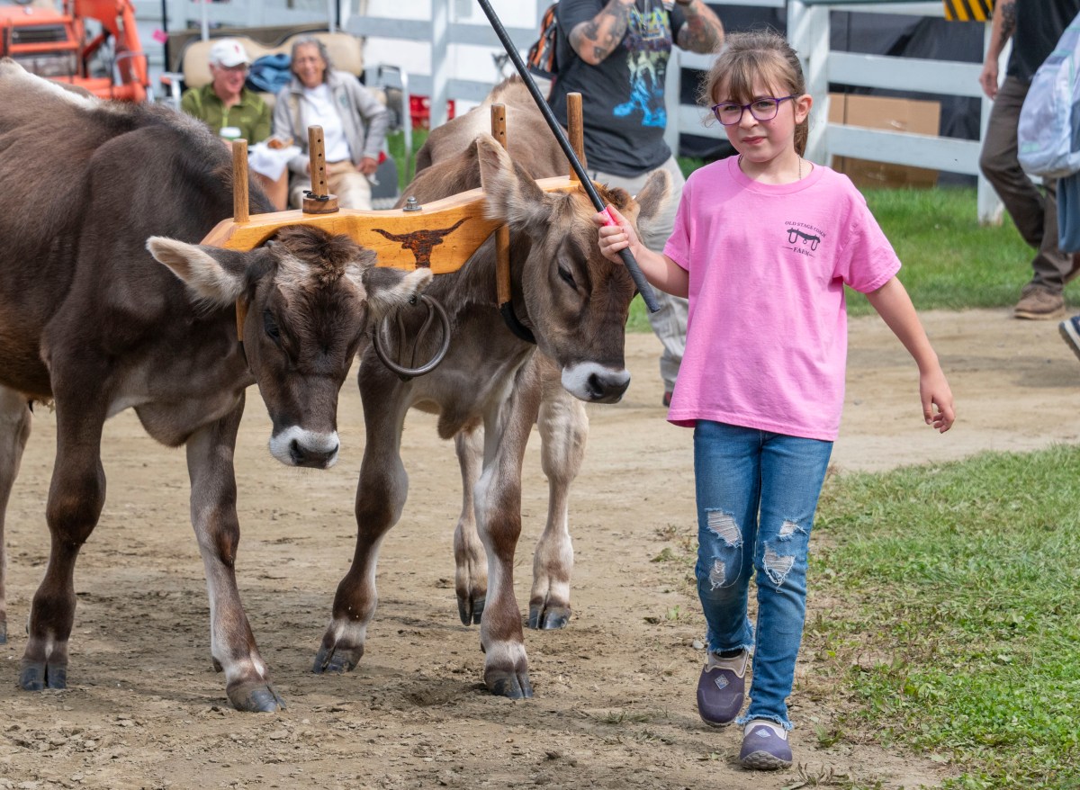 A young girl in a pink shirt leads two yoked oxen along a dirt path at an outdoor event. Several people are visible in the background behind a white fence.