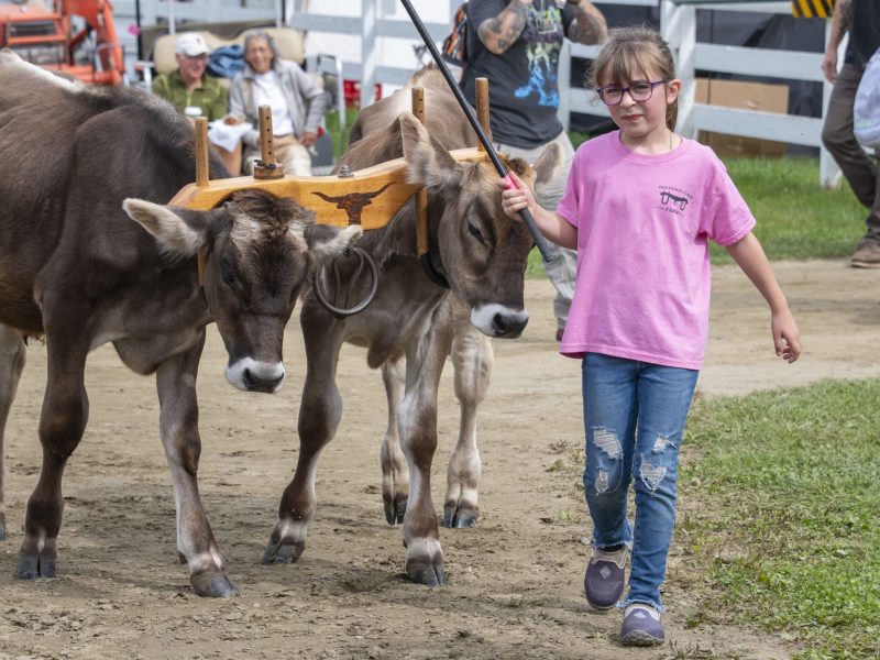 A young girl in a pink shirt leads two yoked oxen along a dirt path at an outdoor event. Several people are visible in the background behind a white fence.