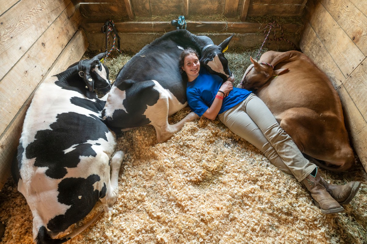 A person in a blue shirt lies on the ground in a barn, surrounded by three cows lying on wood shavings.